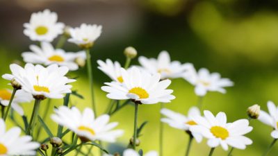 Daisies11 400x225