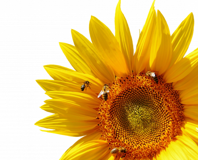 Sun flower 2531881 400x325