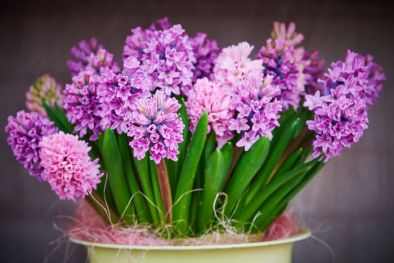 Hyacinth 3