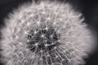 Dandelion 2295441 1920 400x267