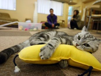 “Cat cafe” สถานที่พบปะรูปแบบใหม่ของคนรักแมว