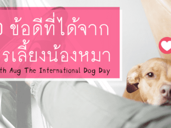 10 ข้อดีที่ได้จากการเลี้ยงน้องหมา – บริษัทจัดหาคู่